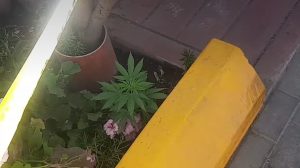 Miraflores: Hallan plantón de marihuana en la vía pública