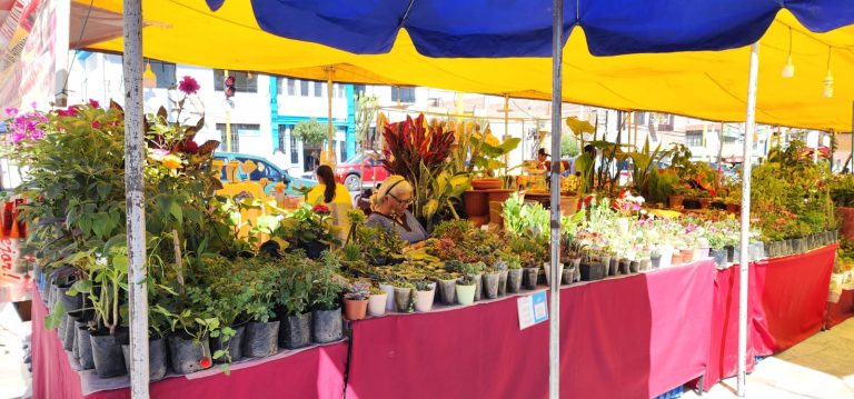 Feria Artesanal y Plantas Ornamentales en Alto Selva Alegre.