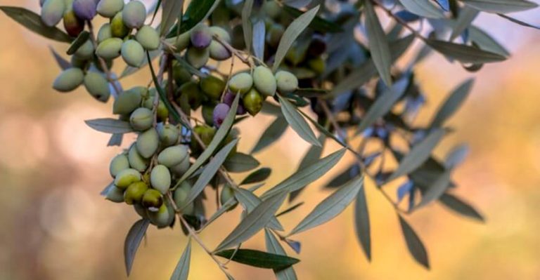 Moquegua: Declaran de interés nacional la protección y conservación de los olivos patrimoniales