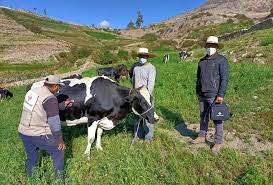 Arequipa: Manejo de la eficiencia reproductiva de ganado bovino