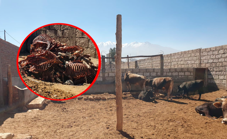 Clausuran camal clandestino que comercializaba carne de burro y caballo en Alto Libertad, Cerro Colorado