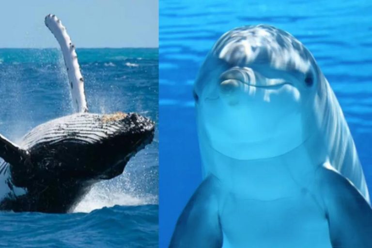Efeméride: Día Mundial de las Ballenas y los Delfines