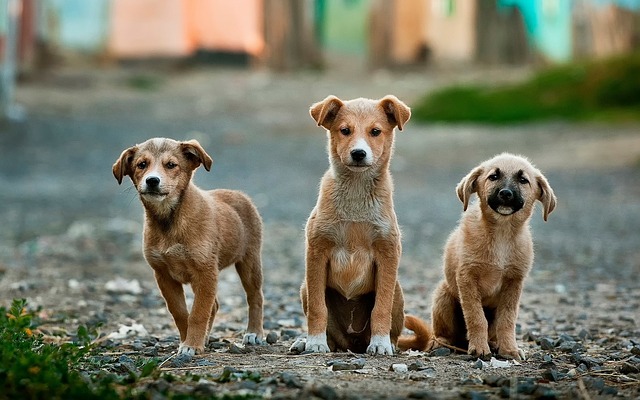 Efeméride: Día Mundial del Perro Callejero