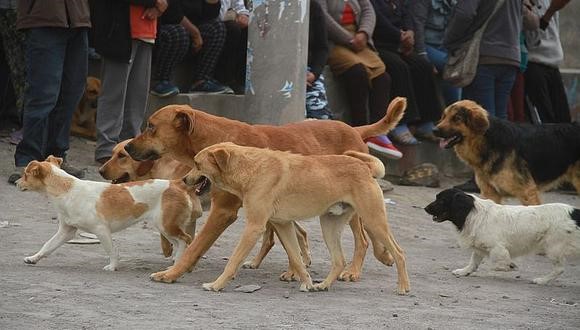 Arequipa: el problema de la rabia canina, la vital importancia de la responsabilidad social y desatención de autoridades