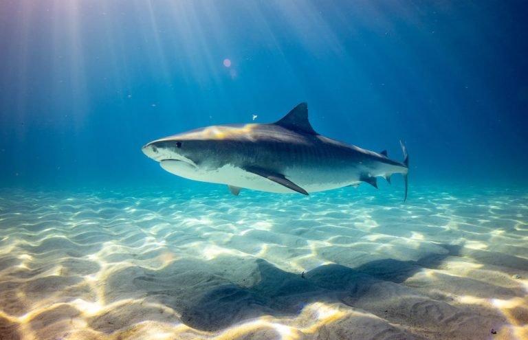 Efeméride: Día de Concientización sobre los Tiburones