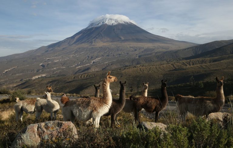 Trágico registro: Al menos 80 vicuñas han sido atropelladas en la carretera Arequipa – Puno