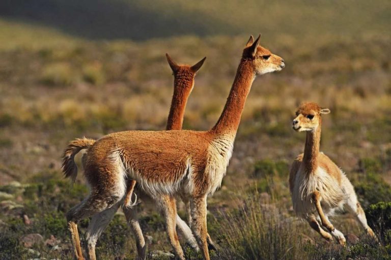 Cusco: Denuncian masacre de más de 80 vicuñas por cazadores en comunidad de Chumbivilcas