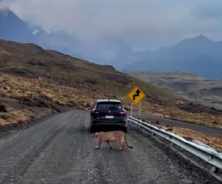 Puno: Avistan a puma andino por la carretera y Serfor pide respetar su hábitat