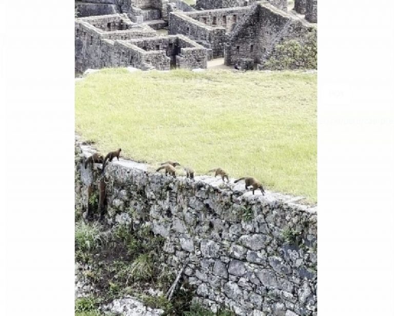 Familia de coatíes andinos sorprende a turistas en Machu Picchu