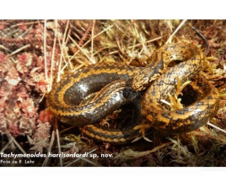 Descubren nueva especie de serpiente en Perú y la bautizan en honor a Harrison Ford