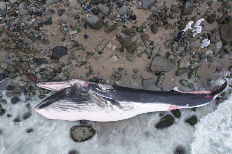 Trasladarán a cría de ballena varada en playa Señoritas a relleno sanitario