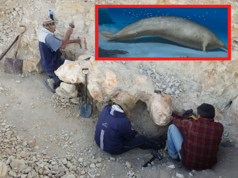 Descubren fósiles del animal más pesado del planeta en el Perú