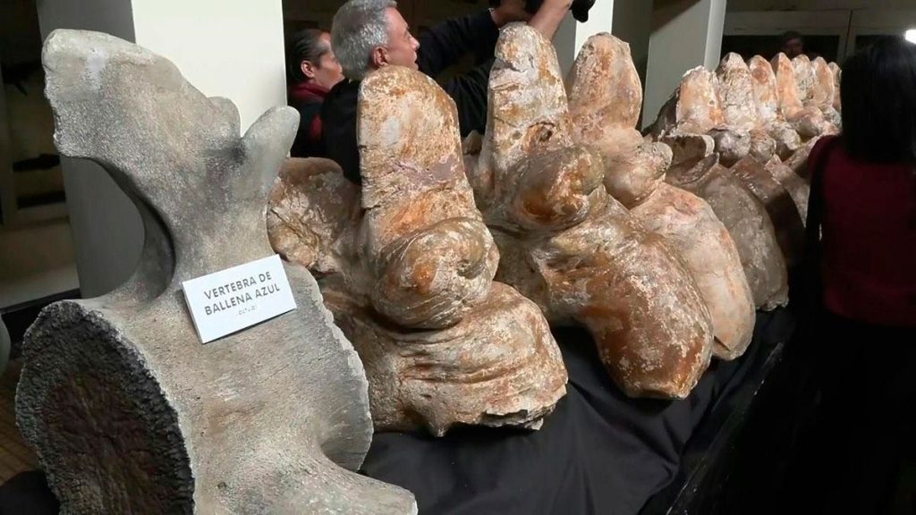 El Museo de Historia Natural de la Universidad Mayor de San Marcos en Lima exhibirá los restos del "Perucetus colossus". | Fuente: AFP