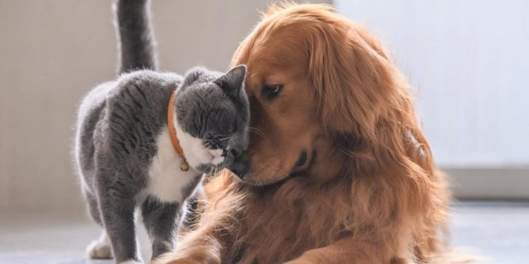 Congreso aprueba ley de esterilización de perros y gatos