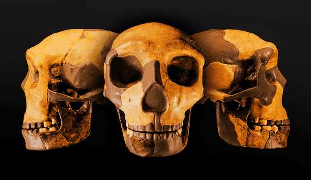 Descubrimiento en China: Cráneo pertenece a una especie humana desconocida