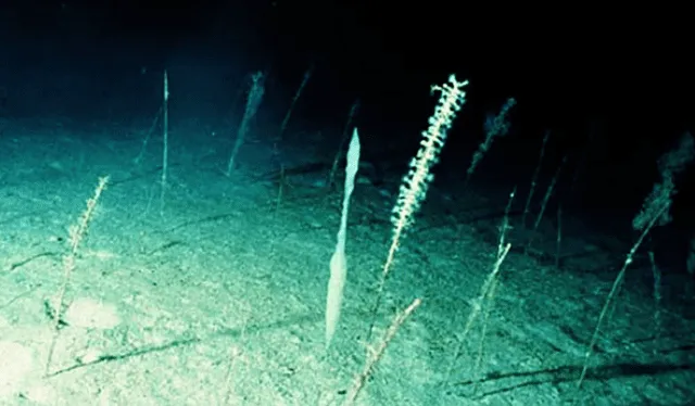 Descubrimiento de un animal vivo de 17.000 años en el fondo del océano Pacífico