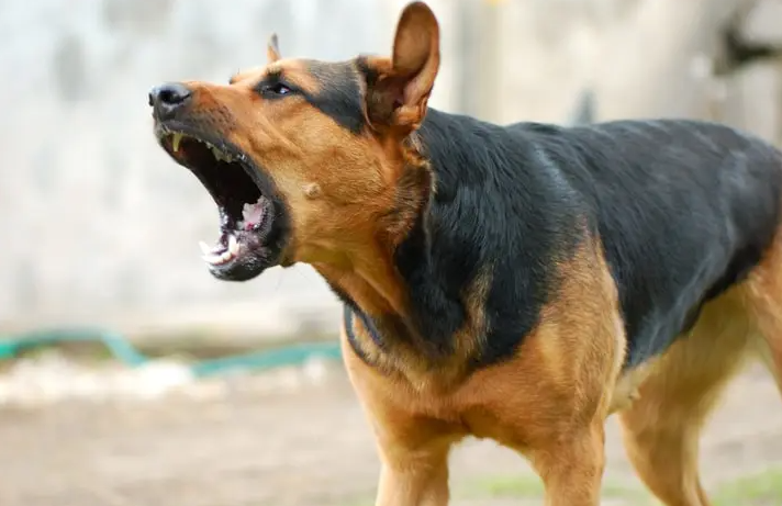 Mujer pone en riesgo su salud por auxiliar a can de la vía pública que tenía rabia