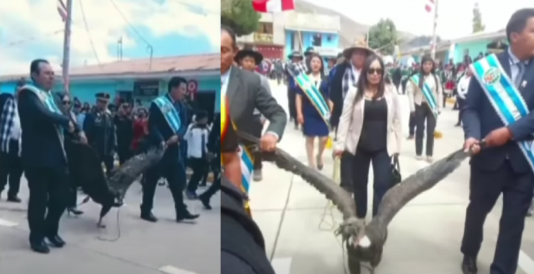 Apurímac: Alcalde de Coyllurqui arrastró un cóndor andino en desfile por Fiestas Patrias