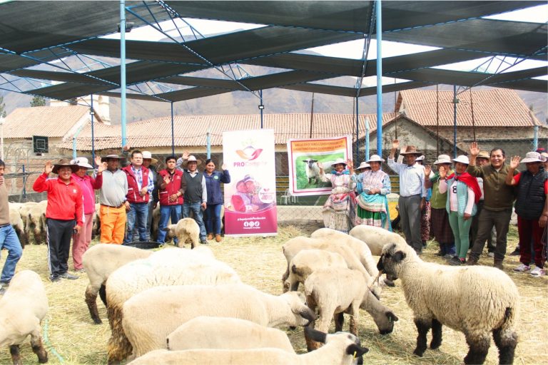 Avances en la mejora genética de ovinos impulsan la economía en Castilla