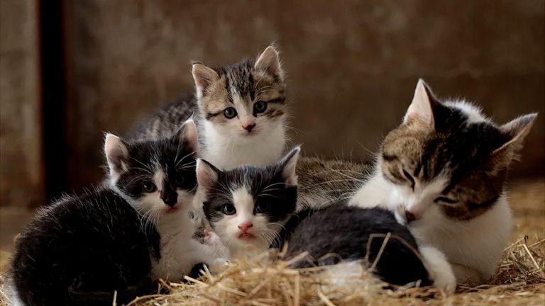 Día Internacional del Gato: Una celebración que se da tres veces al año