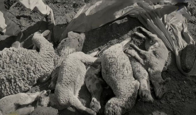 Apurímac: Hallan a 33 ovejas muertas sin ojos y con perforaciones en los cráneos