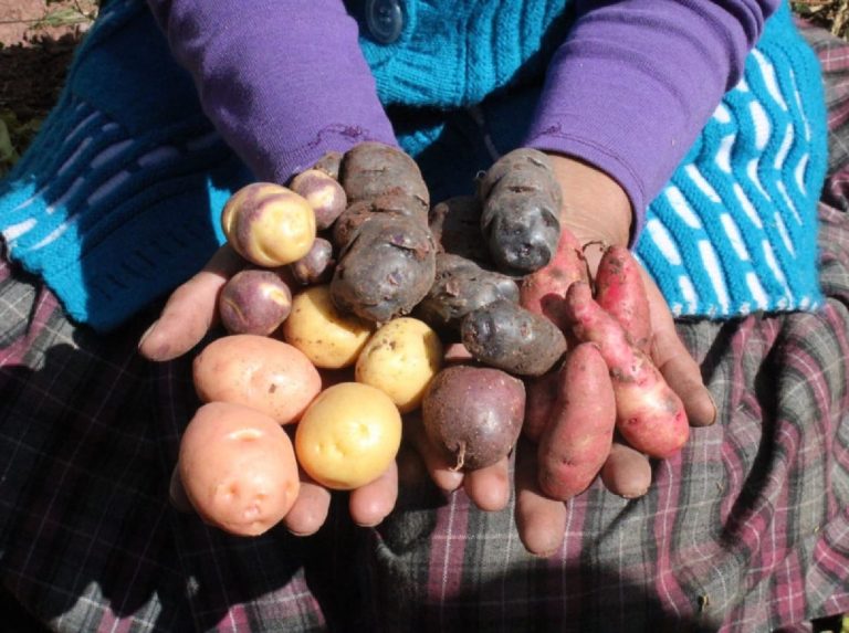 Orgullo arequipeño: Cotahuasi es declarado como la octava zona de agrobiodiversidad del Perú