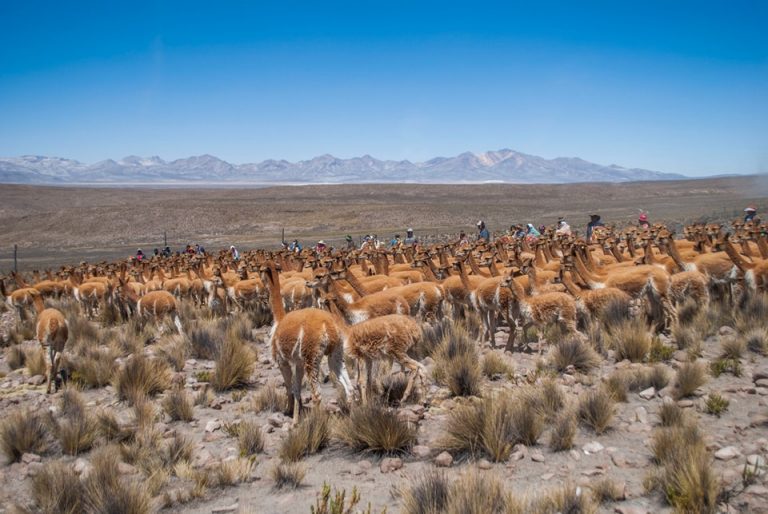 Realizarán el ‘XII Festival Ecoturístico Vicuña 2023’ en San Juan de Tarucani