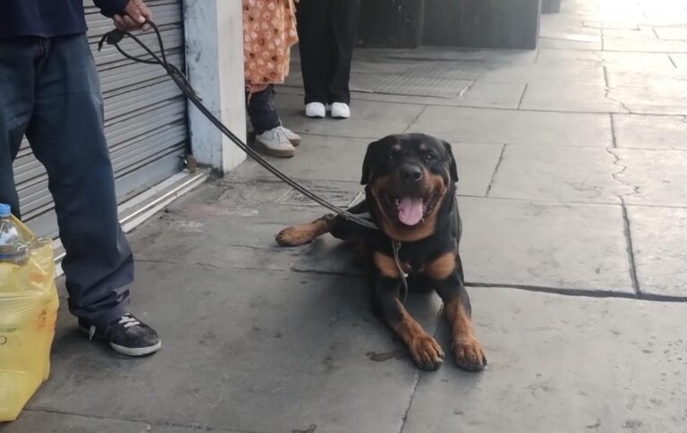 Encuentra a perrito Rotweiller desorientado por el Cercado