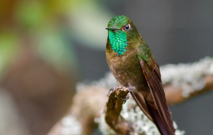 Cusco: Descubren 147 especies de aves en la microcuenca de Laguna Piuray
