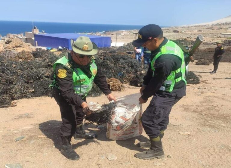 Caravelí: Desarticulan banda dedicada al tráfico ilegal de especies marinas en Atico