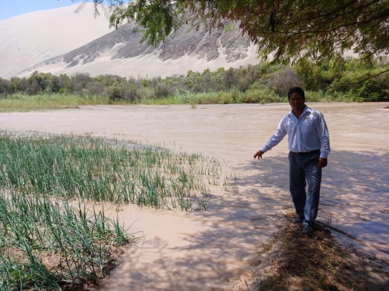 Caravelí: 4550 hectáreas de cultivos en Acarí y Bella Unión afectados por crecida de río
