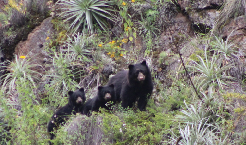 osos de anteojos en el Santuario de Machu Picchu FOTO: Sernanp