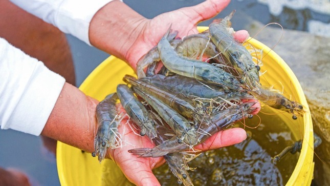 Operativo revela incumplimiento en veda de camarón en Ocoña