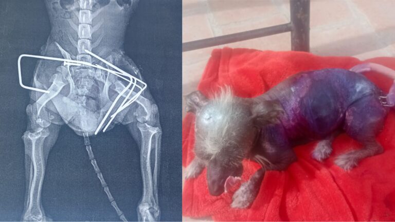 Hombre denuncia que veterinaria implantó pernos de construcción a su mascota