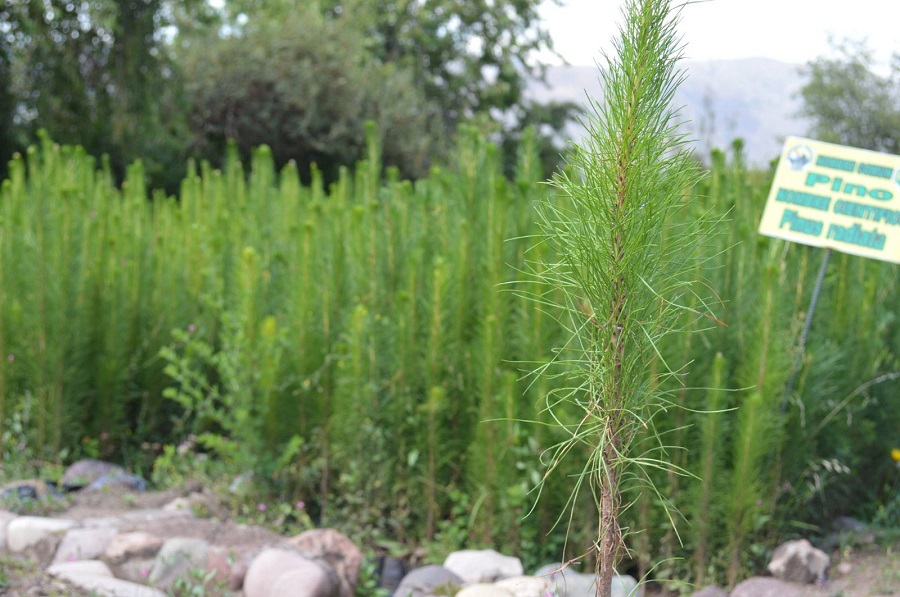 Plantones fueron entregados por Agro Rural