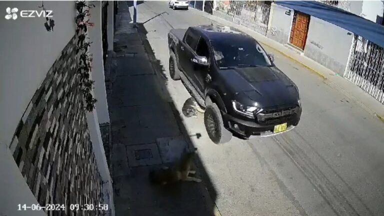 Perro queda grave tras ser atropellado en Yanahuara (Vídeo)