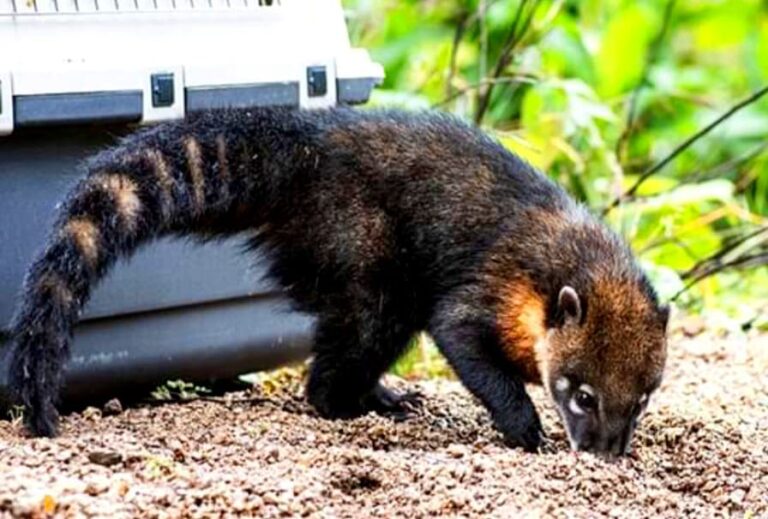 Liberan coatí rescatado tras ser perseguido por perros callejeros