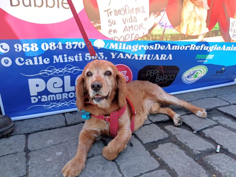 Feria de adopciones del refugio Milagros de Amor