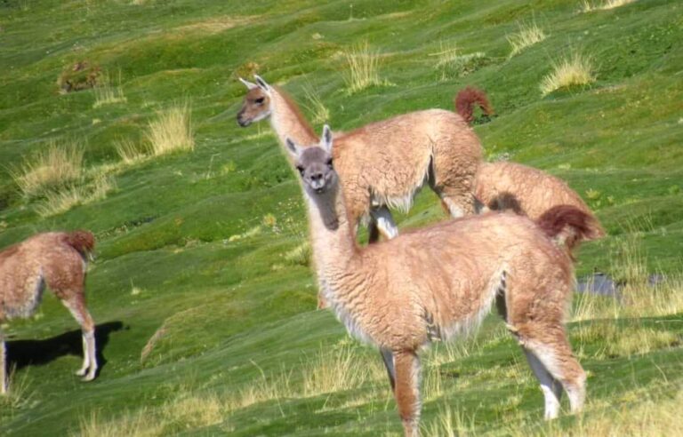 Censo de guanacos una especie en peligro de extinción