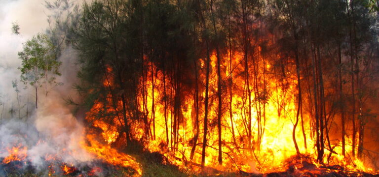 Lambayeque, Cajamarca y Húanuco fueron declarados en emergencia a causa de los incendios forestales