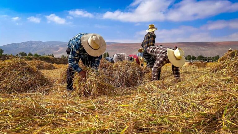 Festival de la Cosecha de Arroz en Cocachacra es declarado de interés turístico regional