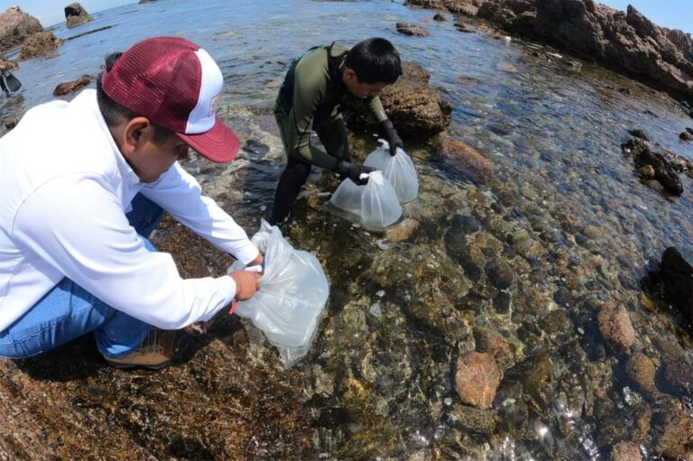 Siembran larvas de erizo y macroalgas en Lomas