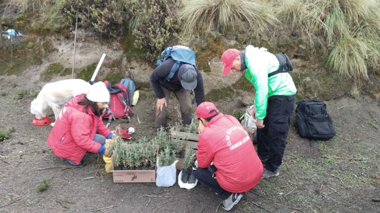 Como parte del calendario 2025, el Club Deportivo de Andinismo Arequipa sembró 100 queñuales en las faldas del volcán Misti.