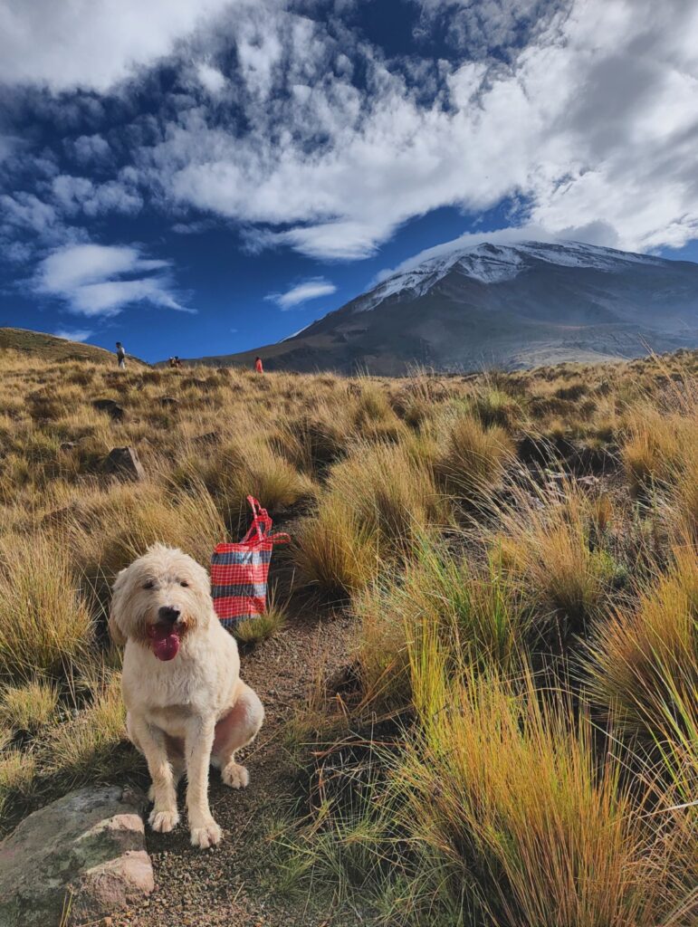 Polar, conocido como el perro del Misti acompañó a los socios del Club Deportivo de Andinismo de Arequipa. 