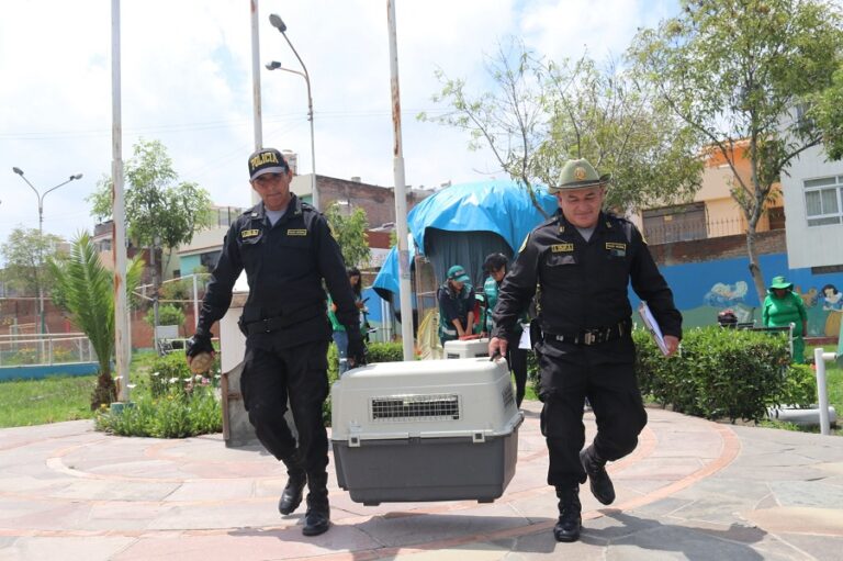 Rescatan tortugas en condiciones deplorables en parque infantil de Arequipa