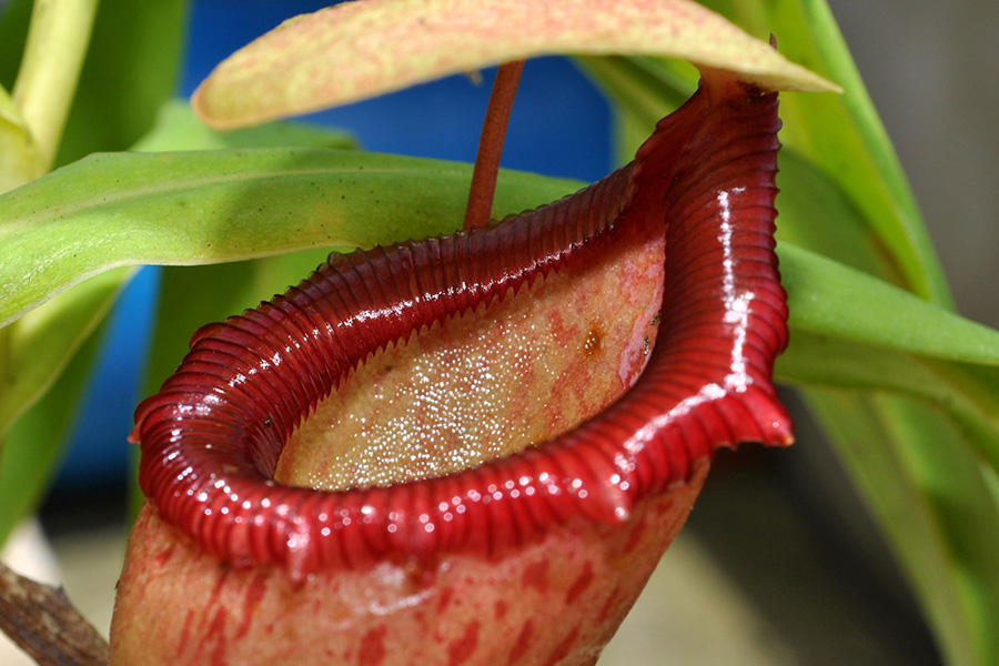 plantas carnivoras