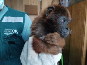onos rescatados en El Pedregal: el alarmante rastro del tráfico de fauna silvestre