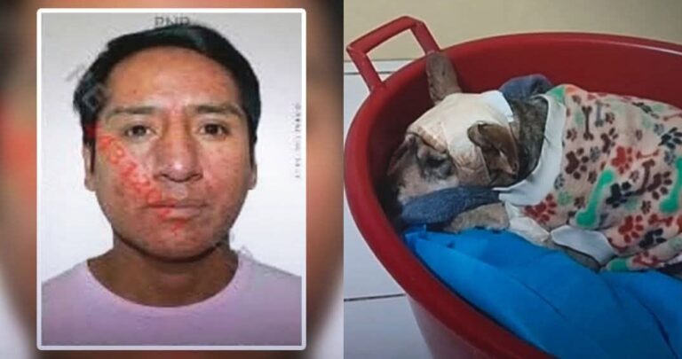 Arequipa: Sentencian a trabajador que agredió a una perrita “Layca”