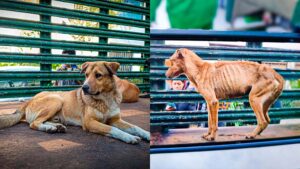 Rescate de perros en Arequipa