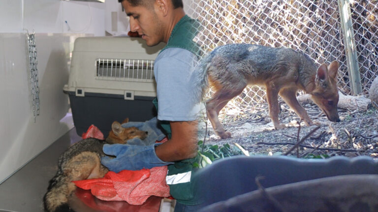 Arequipa: Serfor rehabilita y libera a zorra andina rescatada